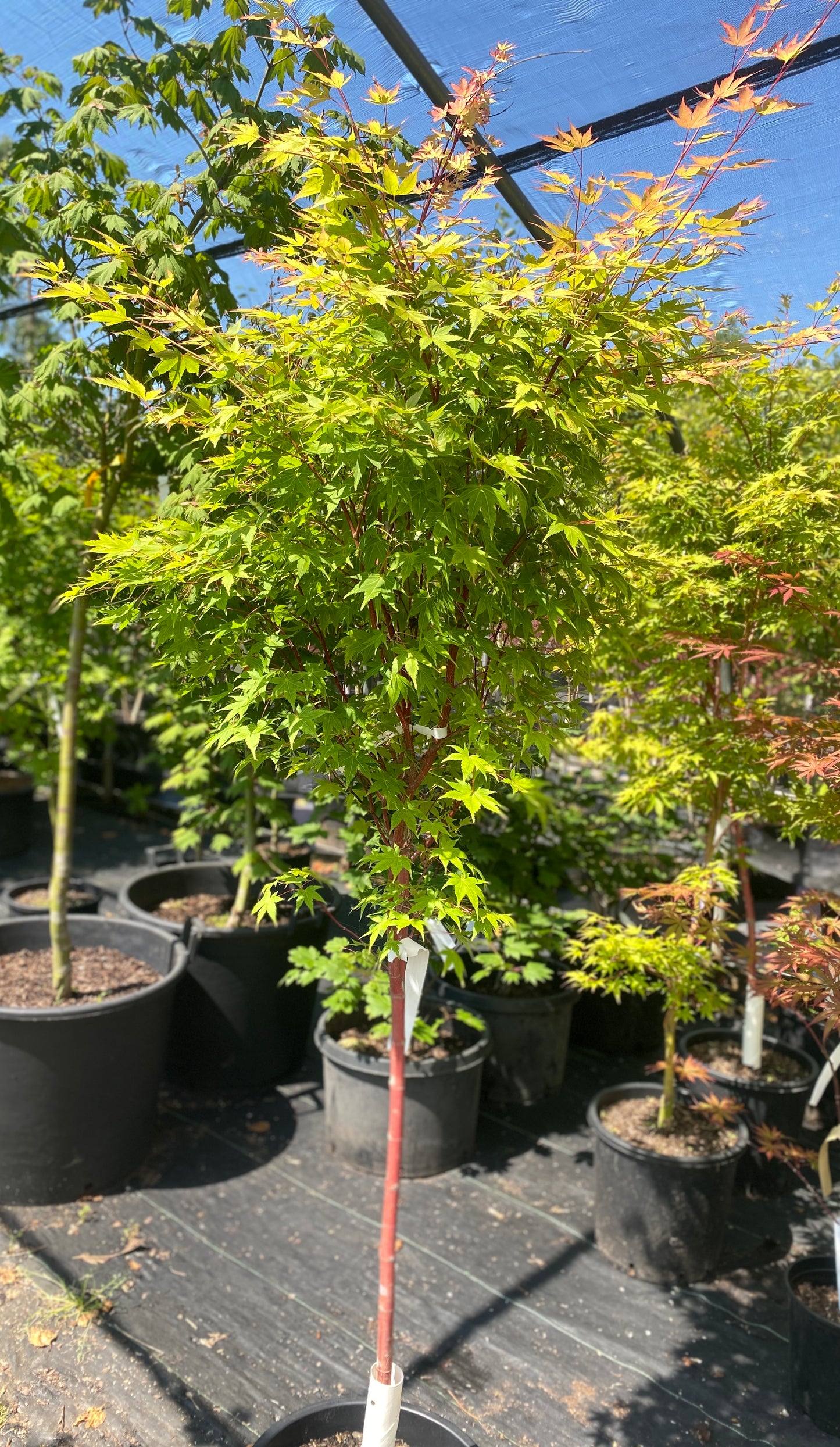 Acer palmatum 'Sango kaku'