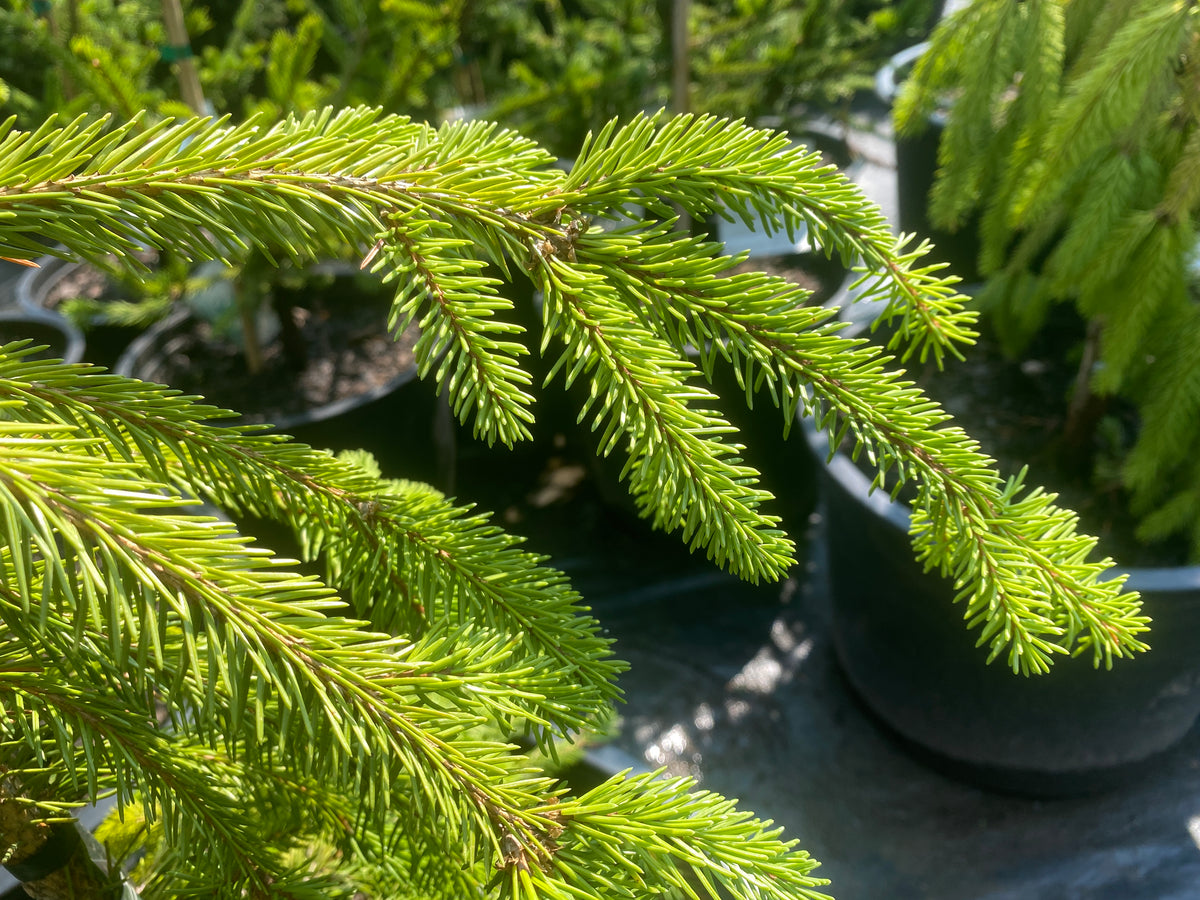 Picea abies 'Pendula'