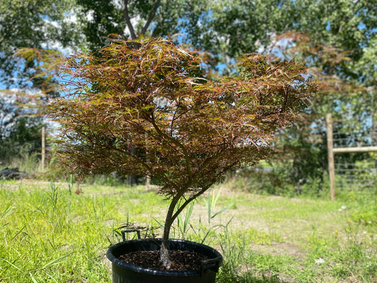 Acer palmatum dissectum 'English Lace'