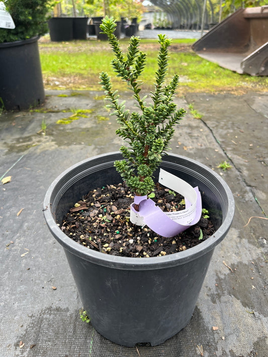 Taxus baccata 'Fowle's Dwarf'