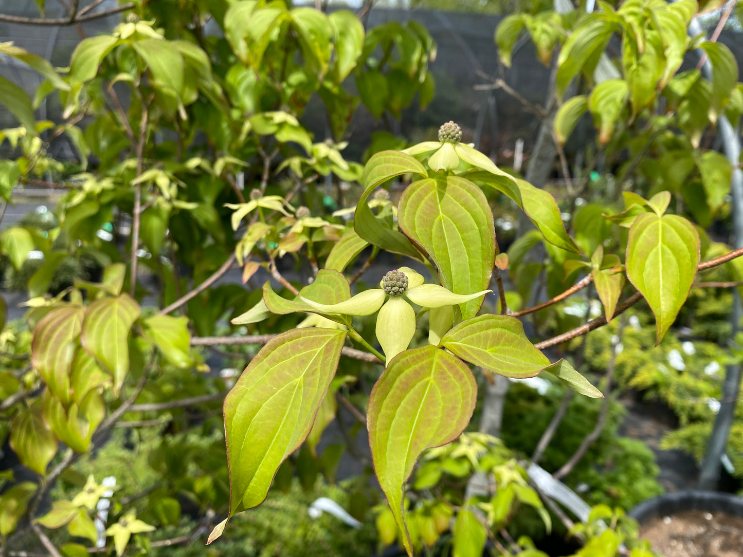 Cornus kousa chinensis