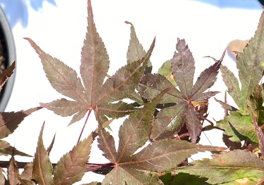Acer palmatum 'Black Hole'