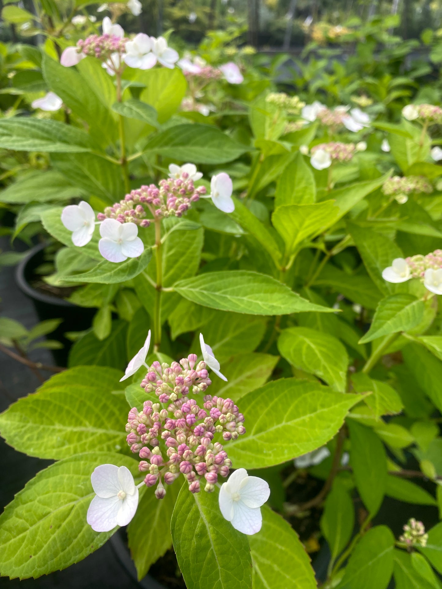 Hydrangea serrata 'Blue Bird'