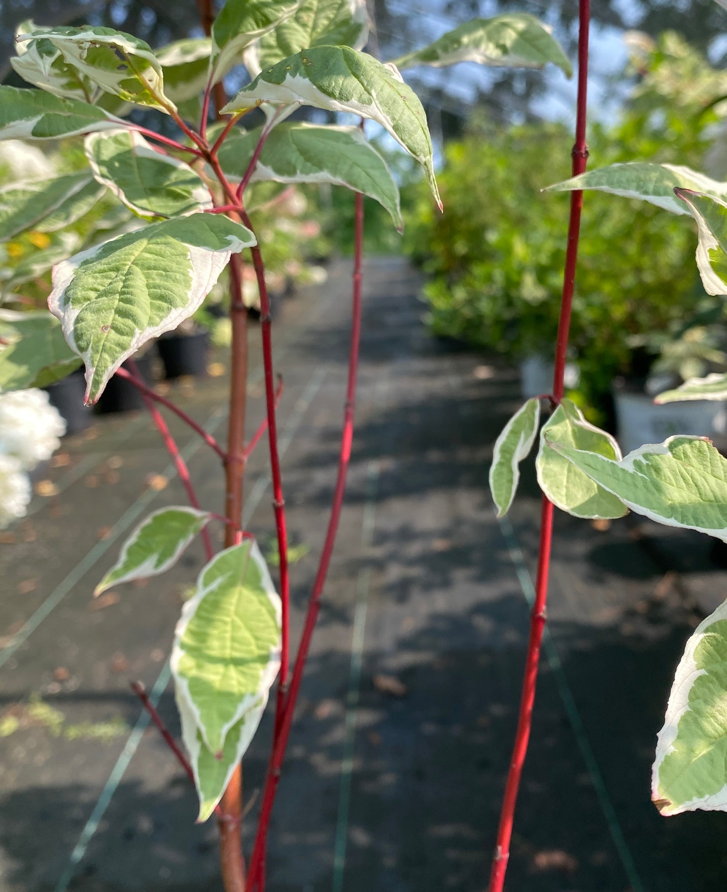 Cornus alba 'Elegantissima'