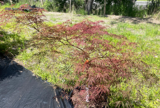 Acer palmatum dissectum 'Red Spider Web'