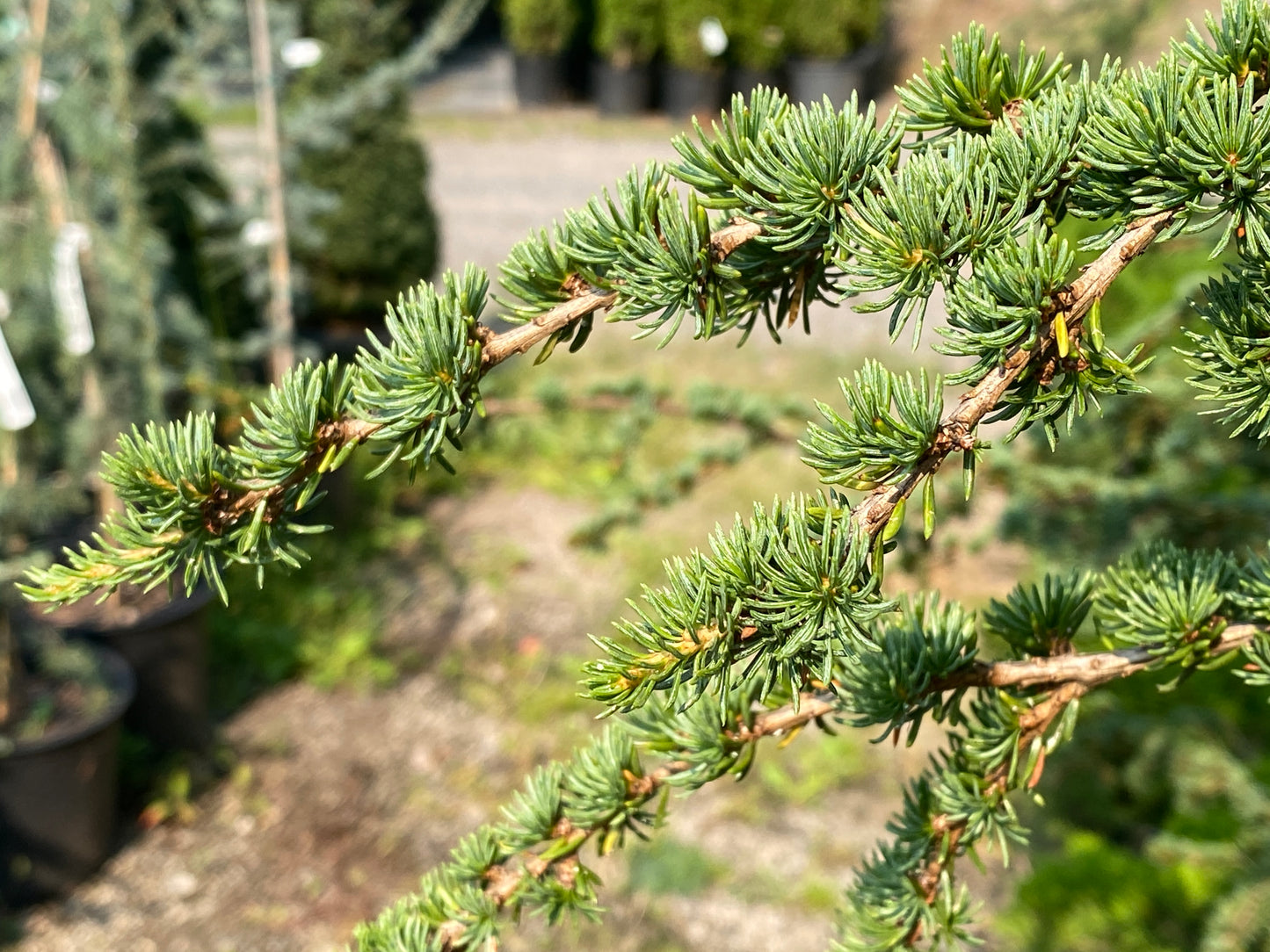 Cedrus brevifolia 'Treveron'