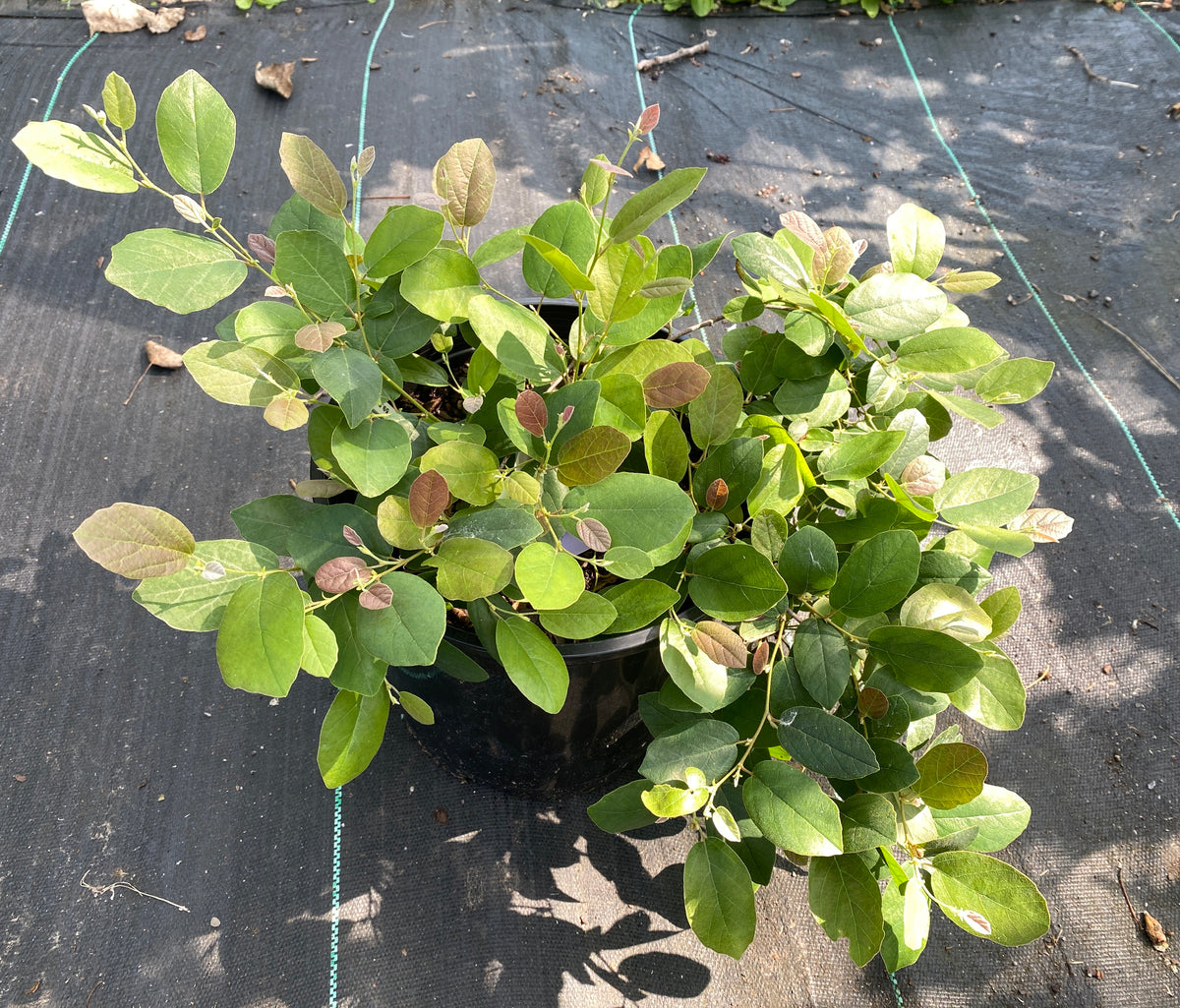 Fothergilla gardenii 'Harold Epstein'