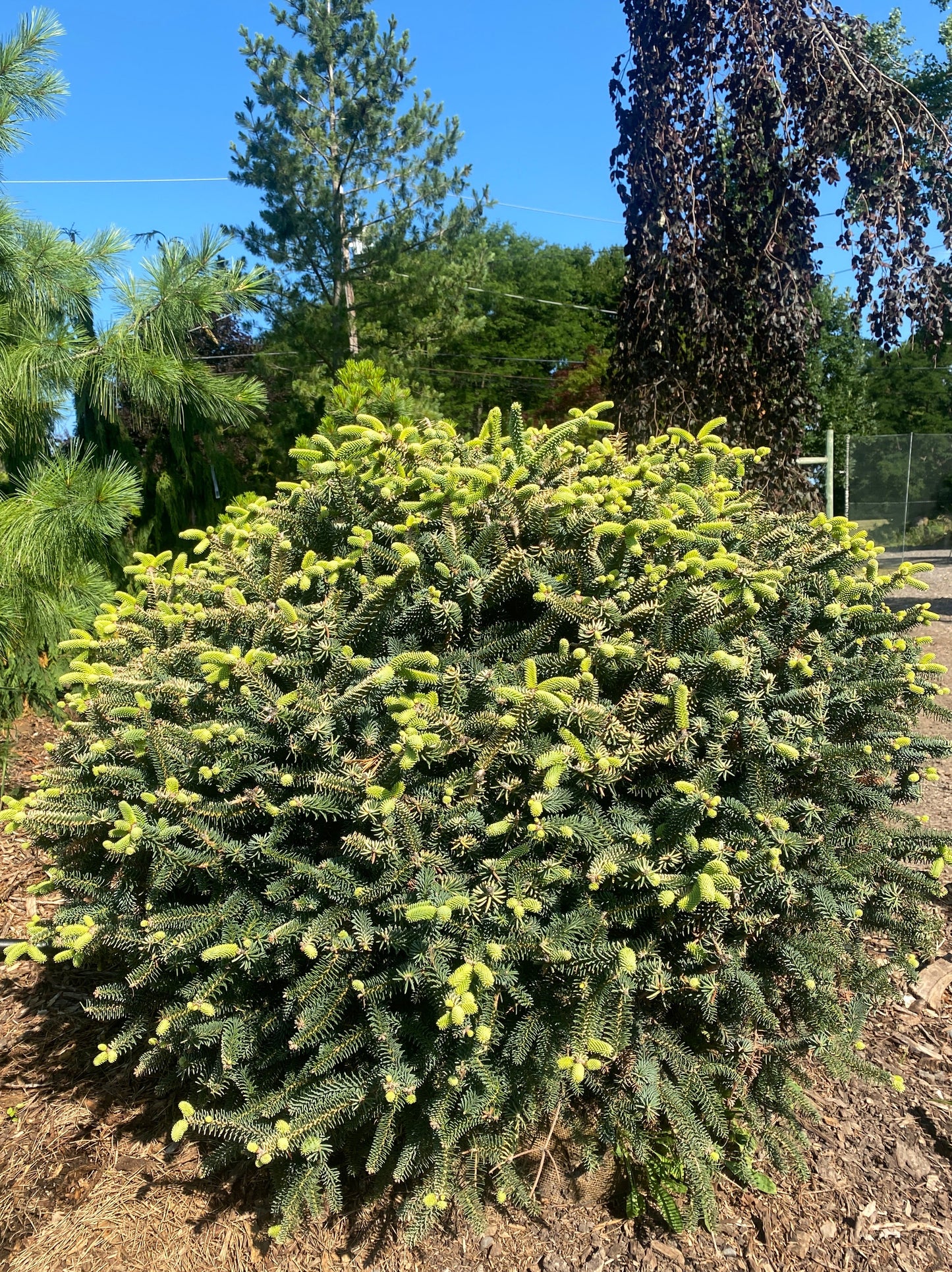 Abies pinsapo 'Aurea'
