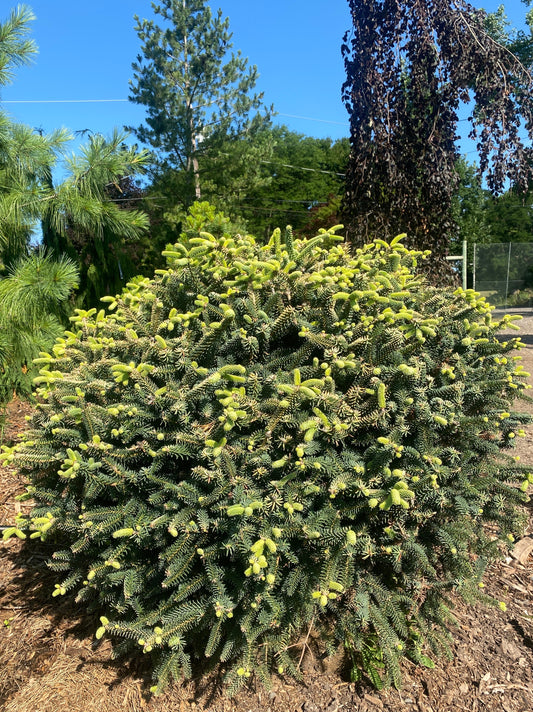 Abies pinsapo 'Aurea'