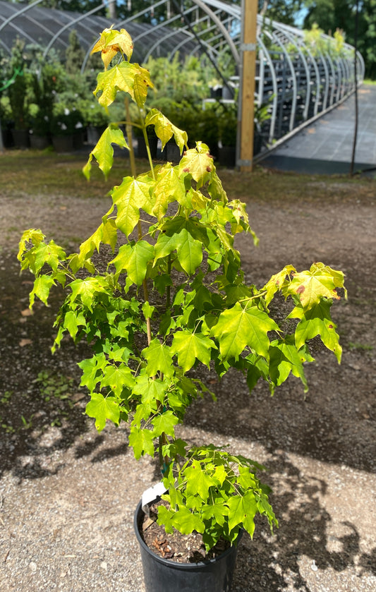 Acer longipes 'Gold Coin'