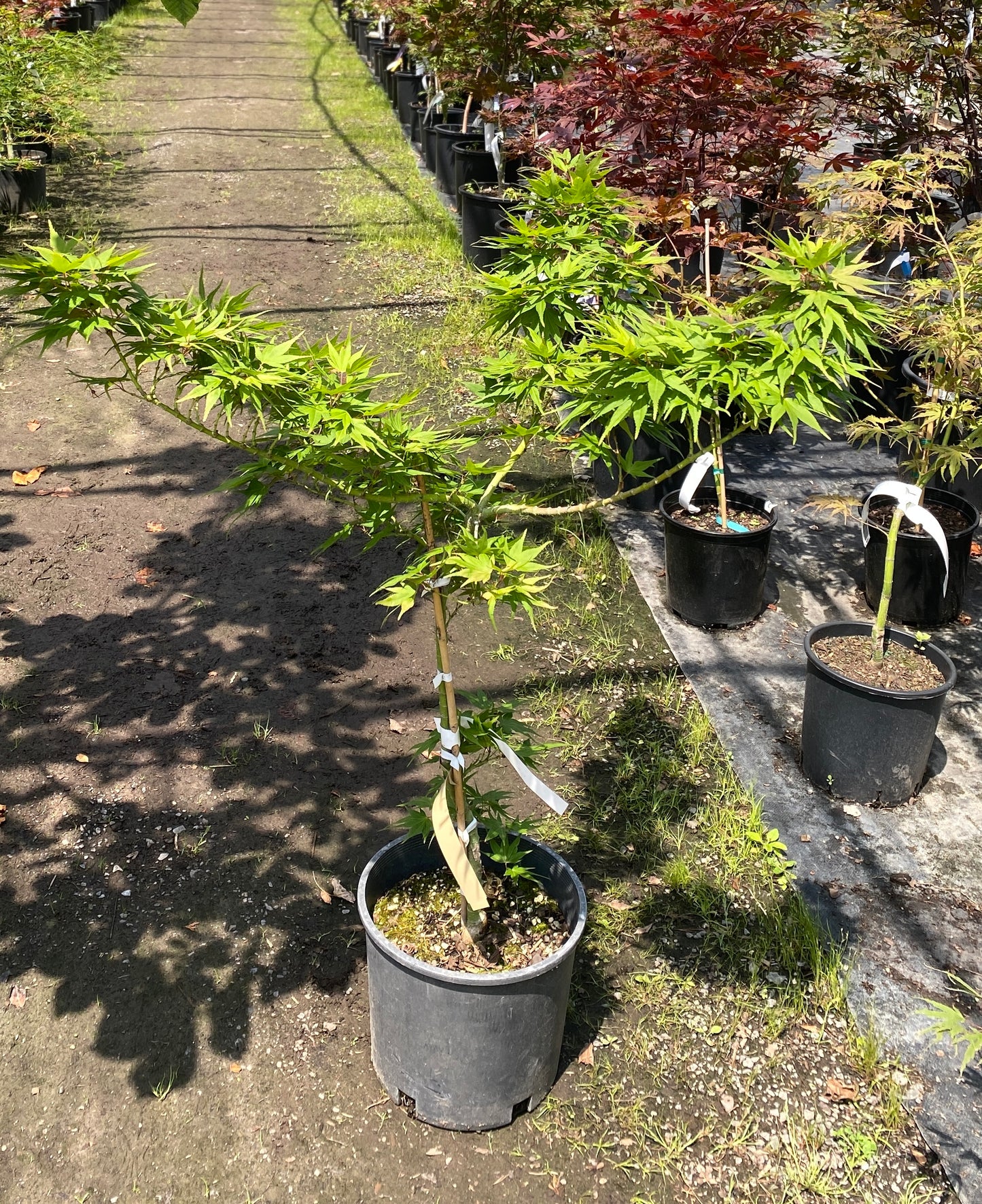 Acer palmatum 'Mikawa yatsabusa'