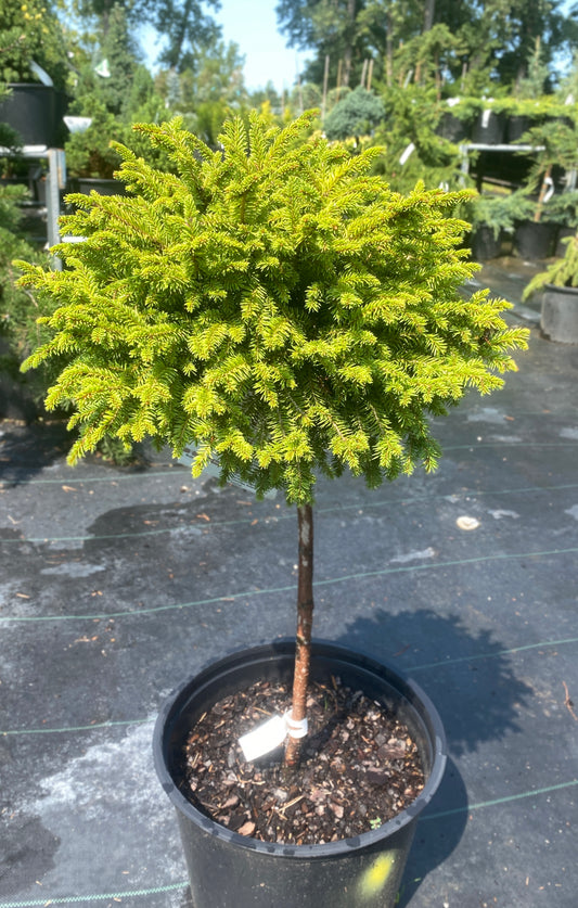 Picea abies 'Little Gem'