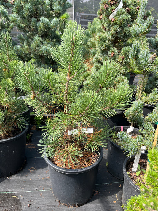 Pinus mugo 'Tannenbaum'