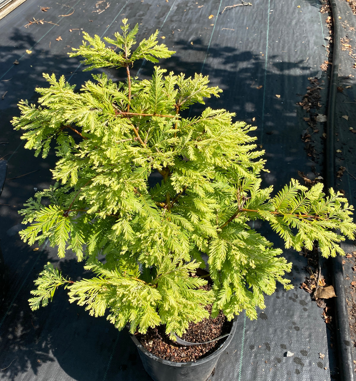 Metasequoia glyptostroboides 'North Light'