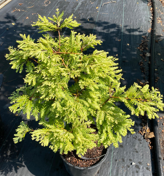 Metasequoia glyptostroboides 'North Light'