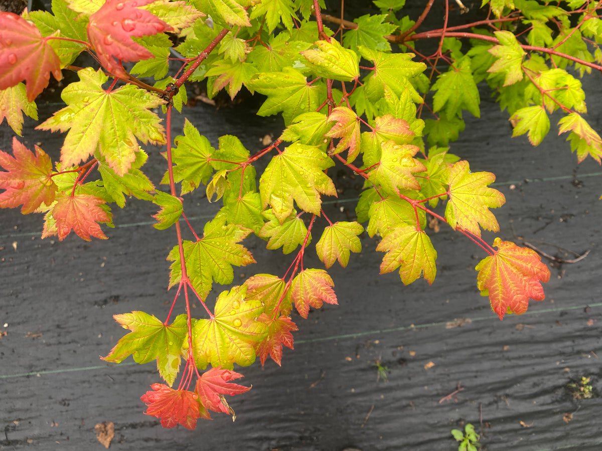 Acer circinatum 'Elias Pacific Waterfall'