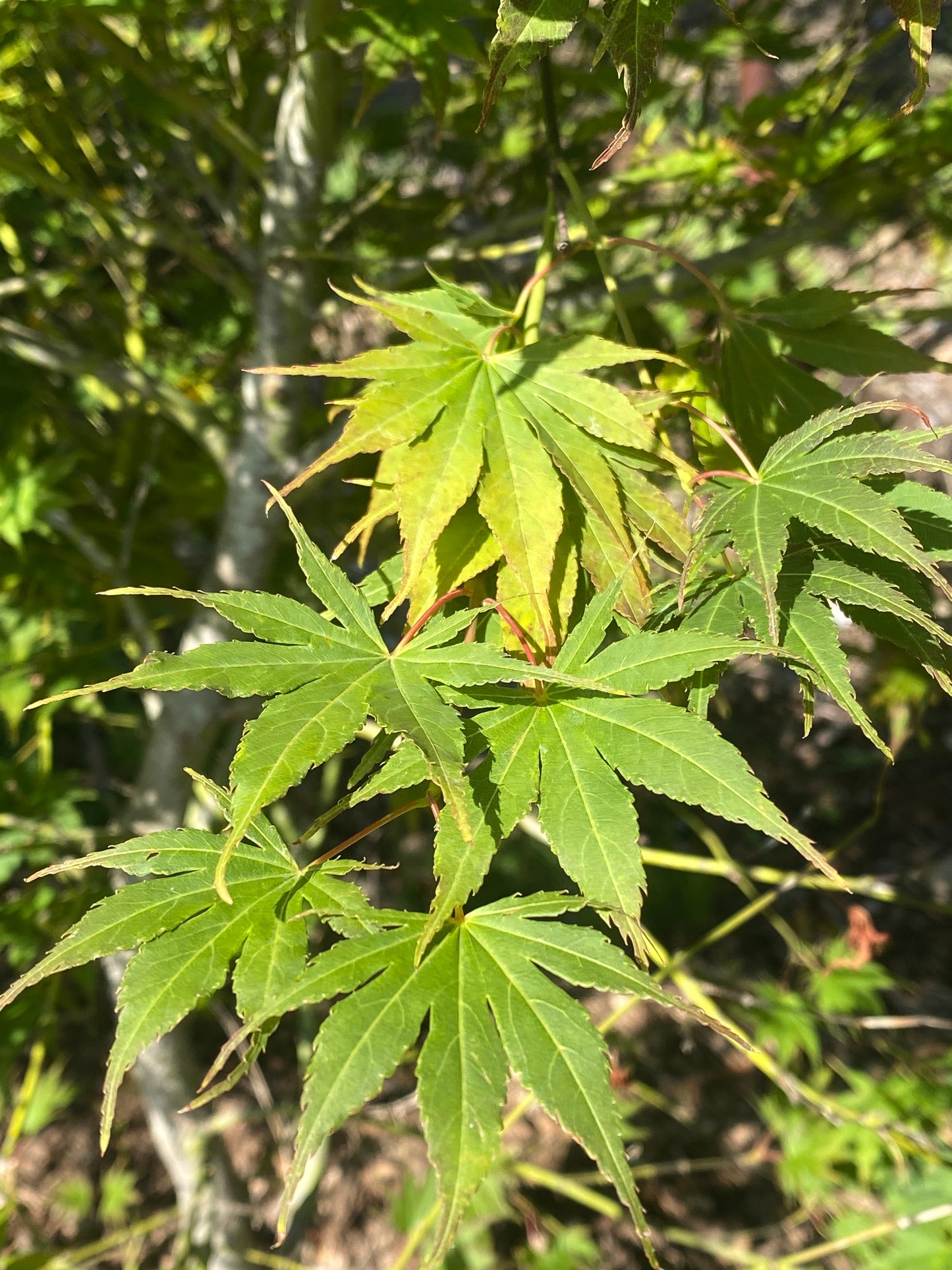 Acer palmatum 'Mirte'