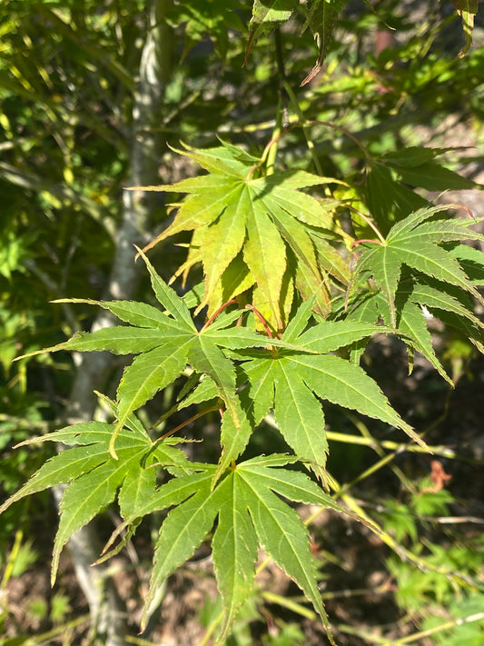 Acer palmatum 'Mirte'