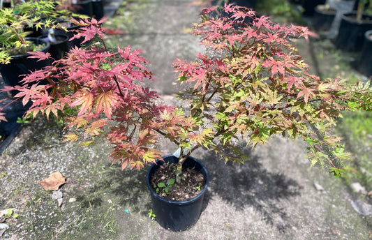 Acer palmatum 'Strawberry Spring'