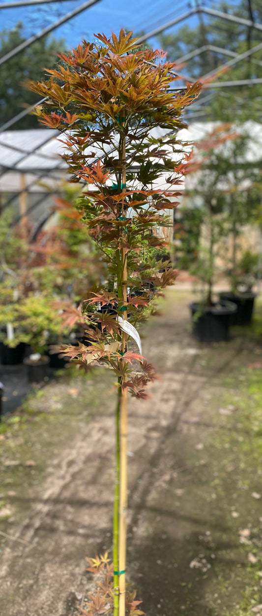 Acer palmatum 'She Katy'