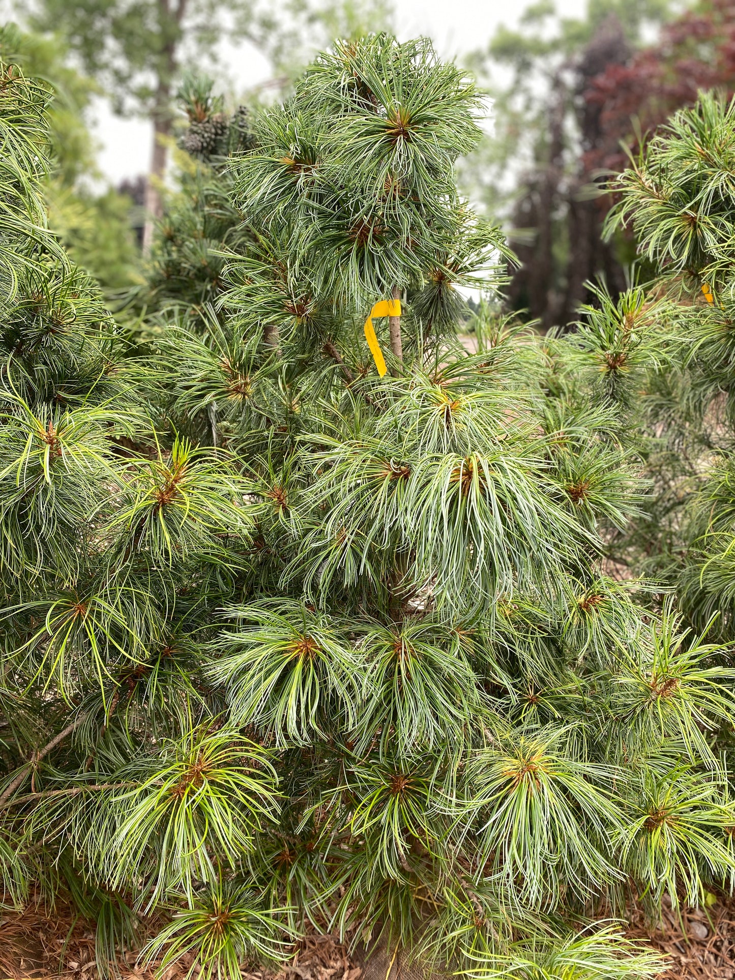 Pinus koraiensis 'Oculus Draconis'