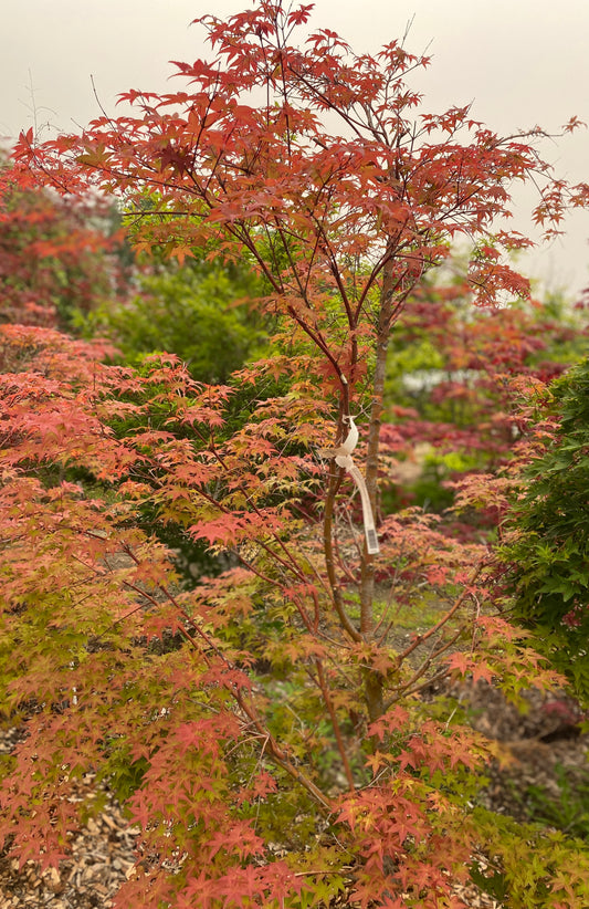 Acer palmatum 'Shindeshojo'
