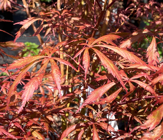 Acer shirasawanum 'Purple Thunder'