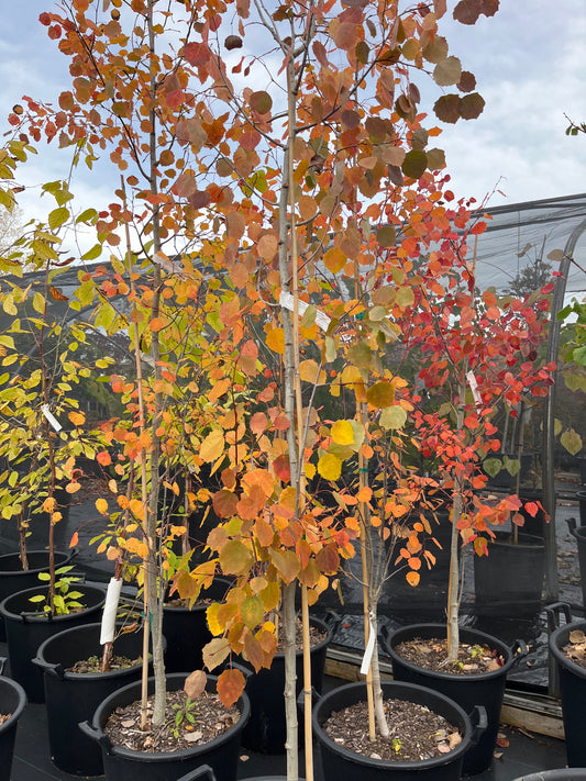 Populus tremula 'Erecta'