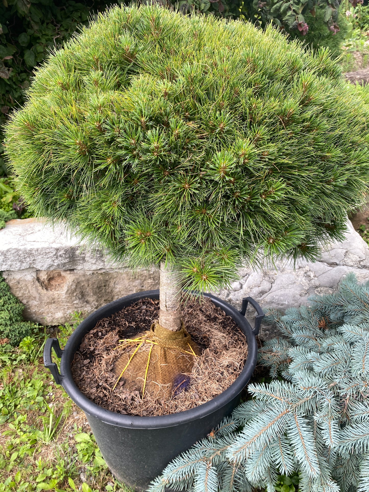 Pinus strobus 'Merrimac'