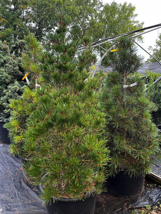 Pinus bungeana 'Compacta'