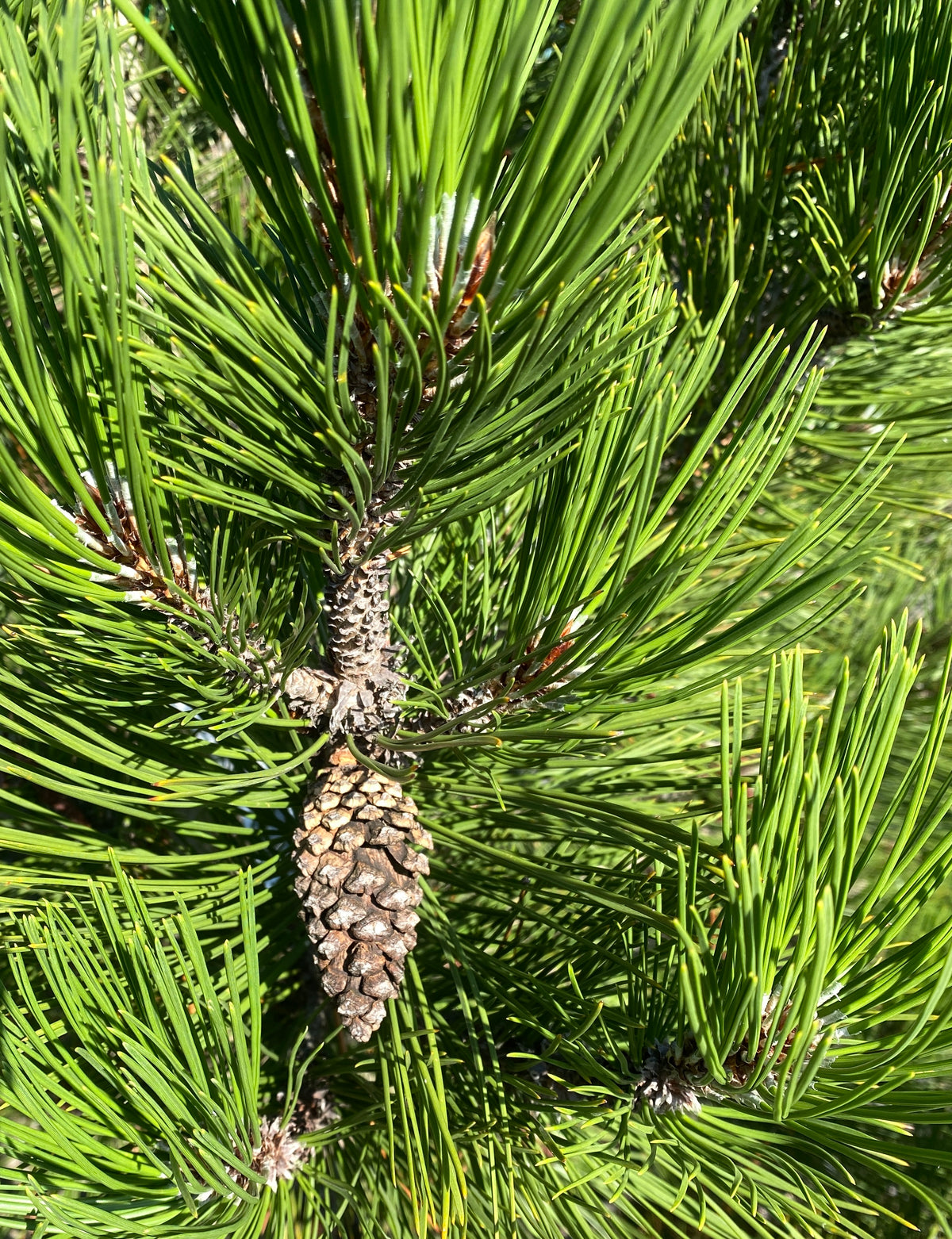 Pinus heldreichii 'Mint Truffle'