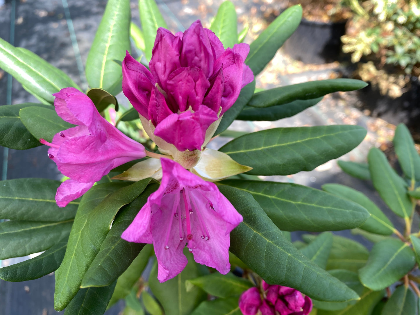 Rhododendron catawbiense 'Roseum Elegans'