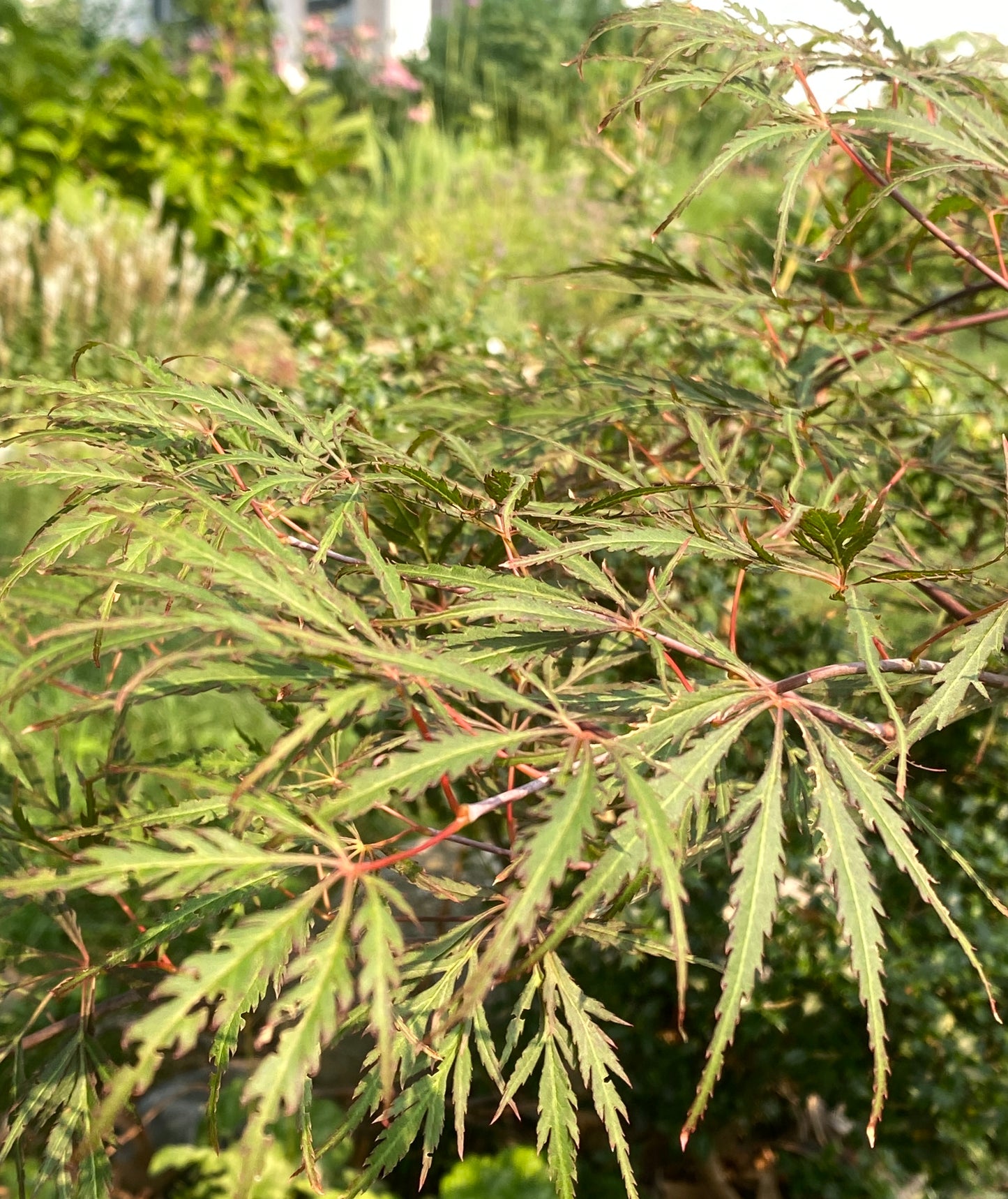 Acer palmatum 'Heartbeat'