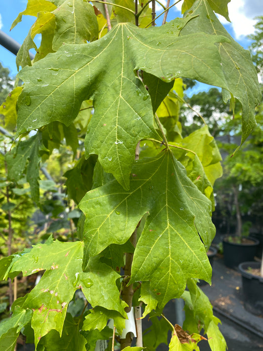 Acer saccharum 'Shawn's Pillar'