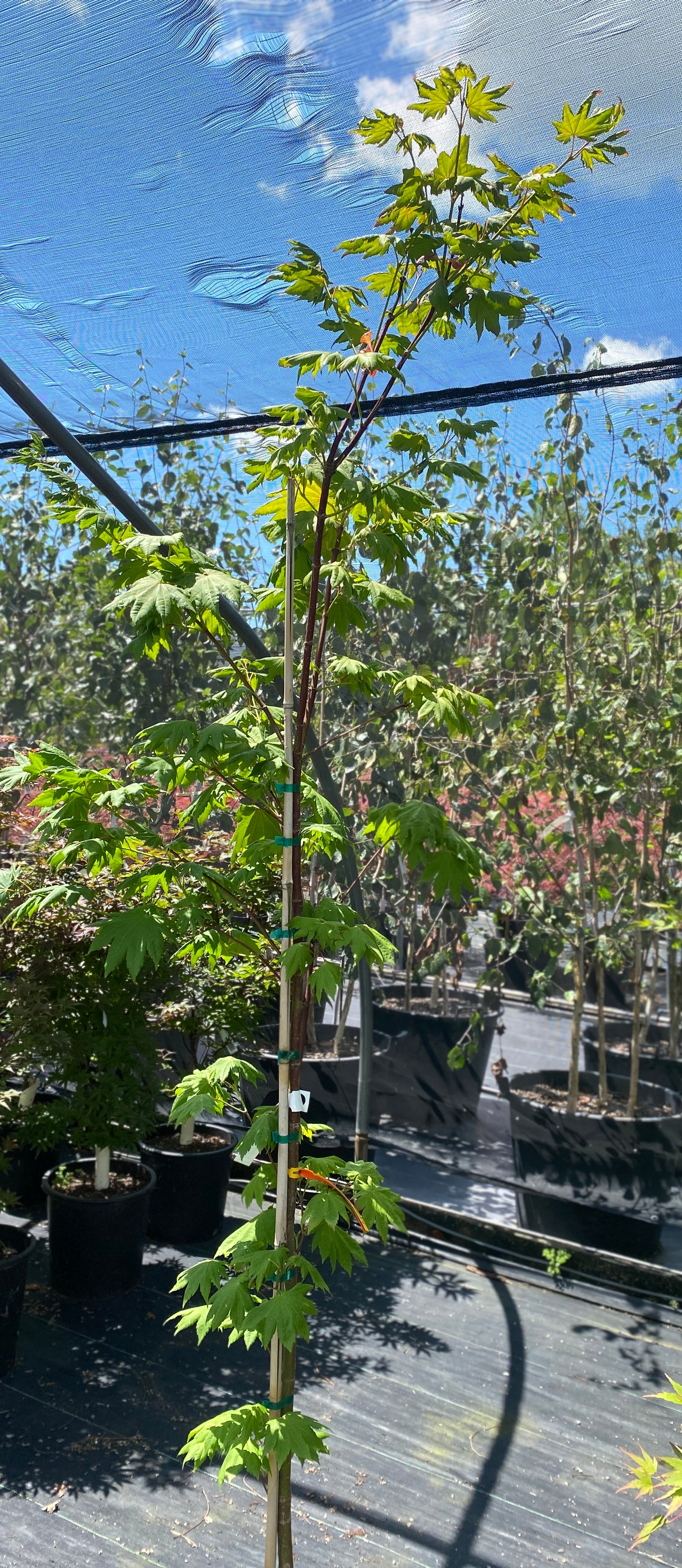 Acer pseudosieboldianum ssp. takesimense