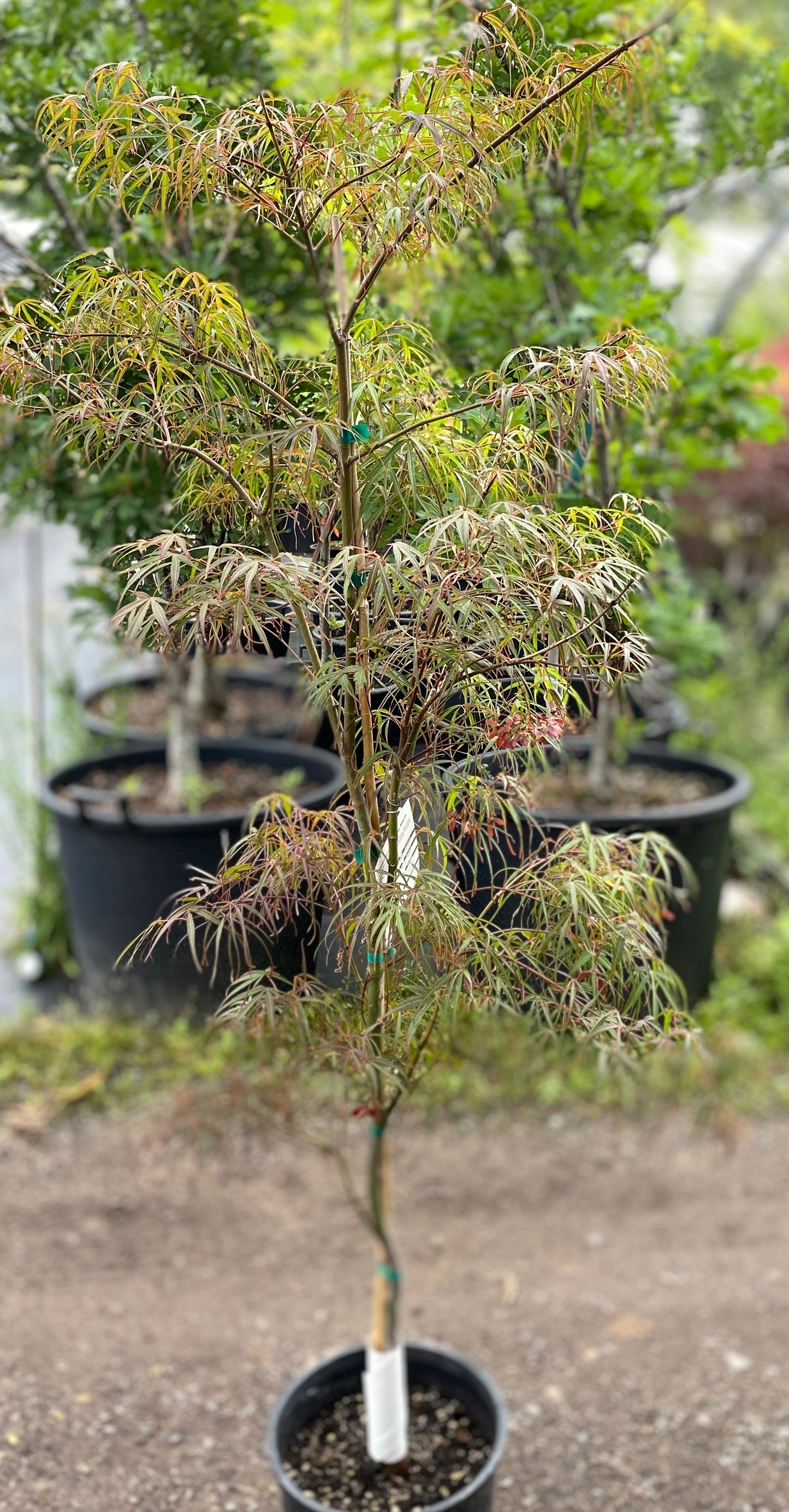 Acer palmatum 'Atrolineare'