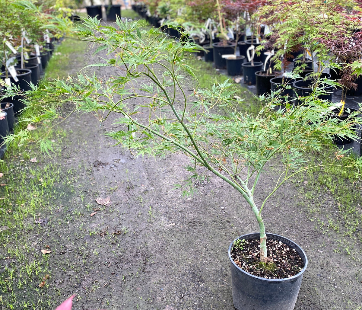 Acer palmatum dissectum 'Midori no teiboku'