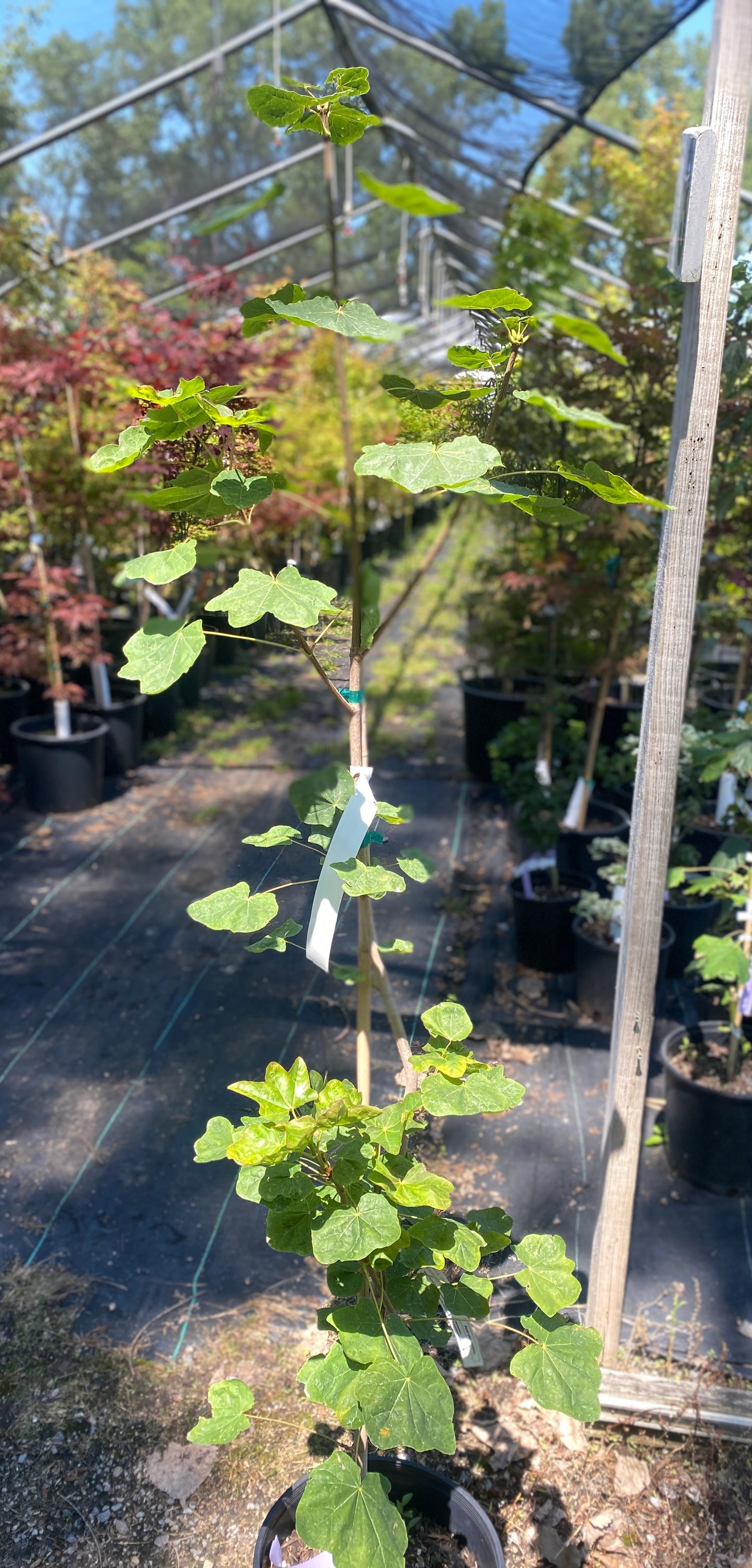 Acer platanoides 'Tharandt'