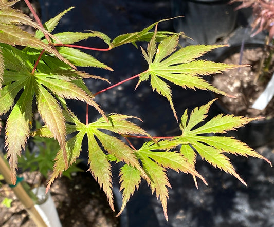 Acer palmatum 'Koyuki'