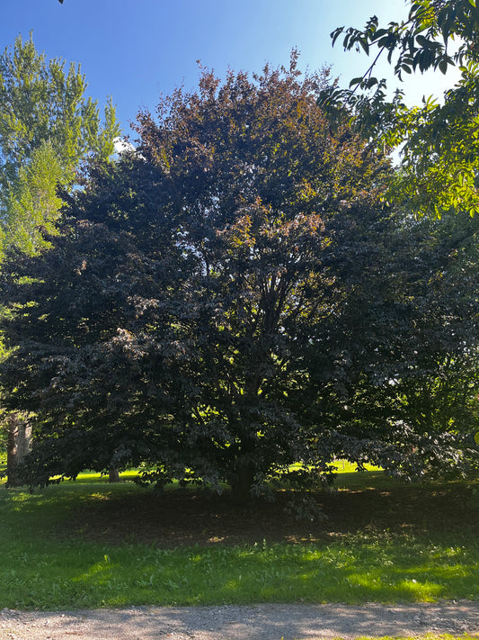 Fagus sylvatica 'Rohanii'