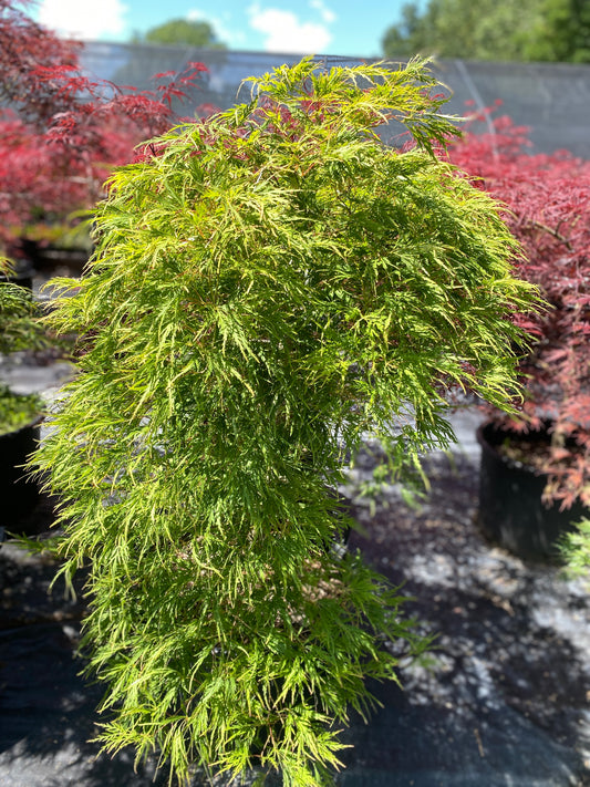Acer palmatum dissectum 'Viridis'
