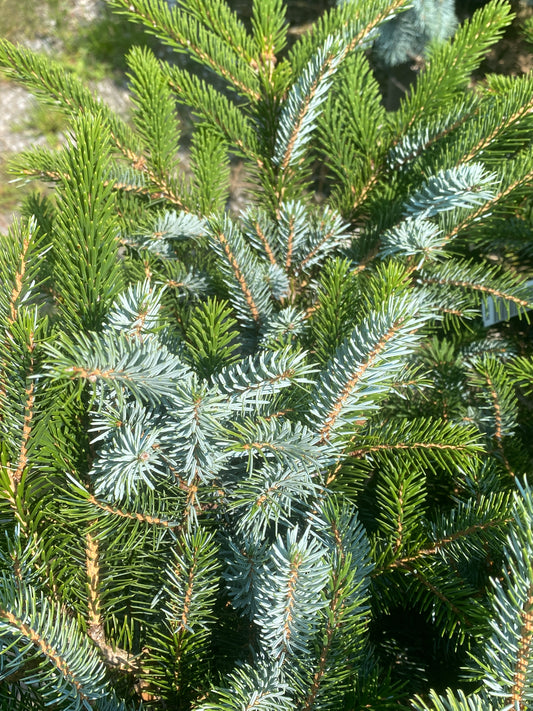 Picea bicolor 'Howells Dwarf Tigertail'