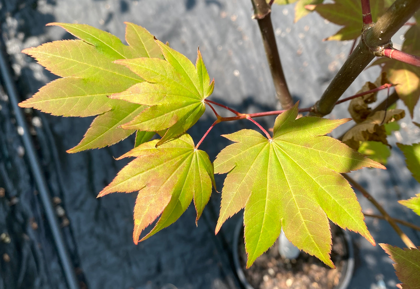 Acer x 'Morton UW'