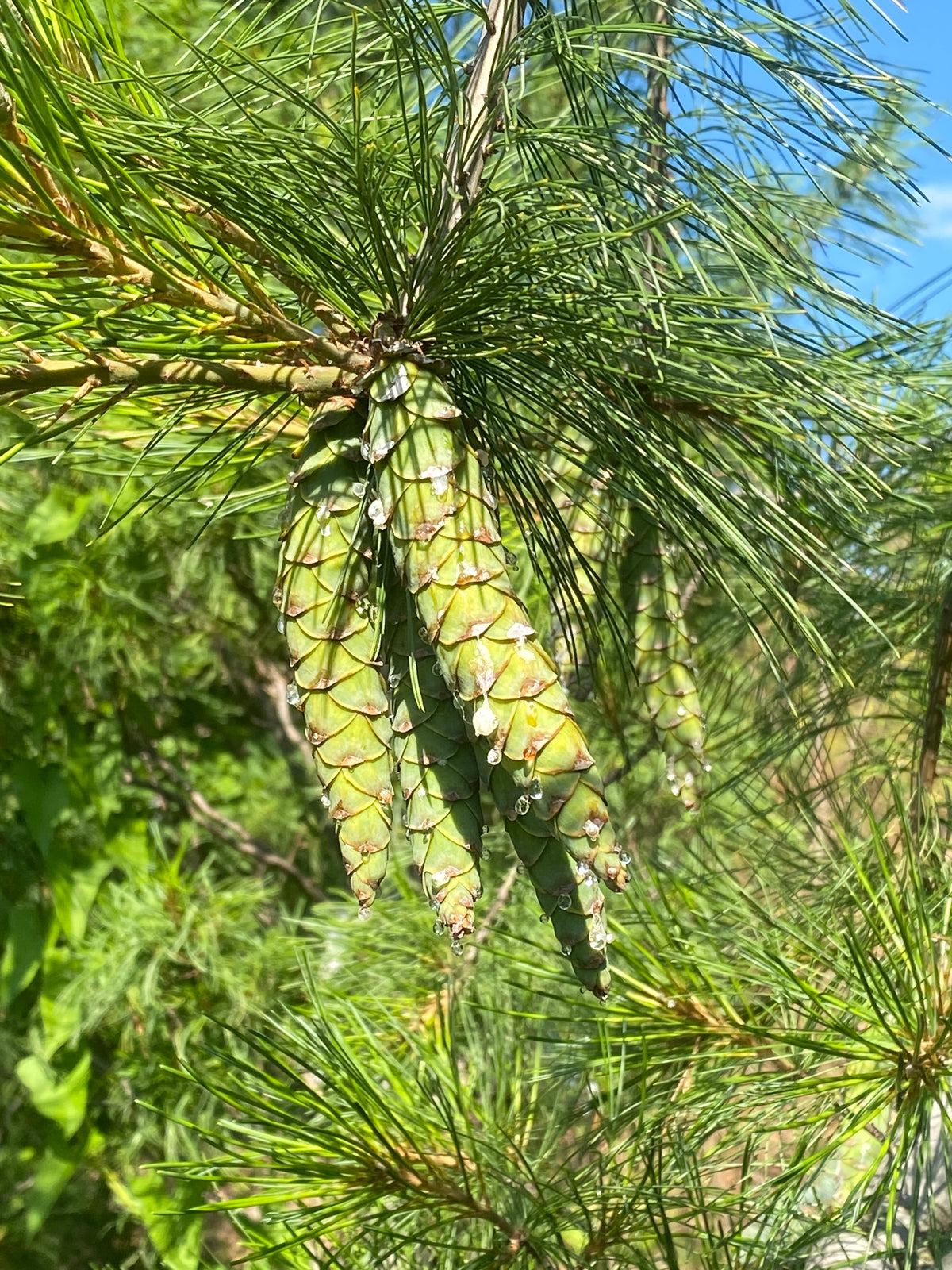 Pinus strobus 'Pendula'