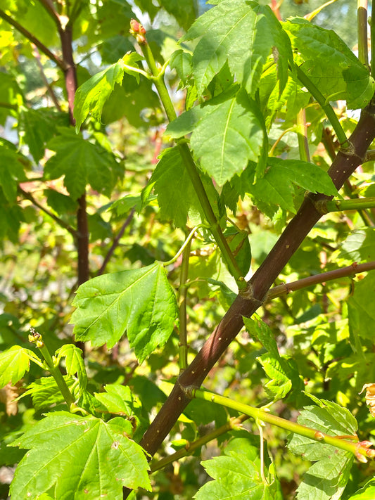 Acer circinatum 'Little Gem'