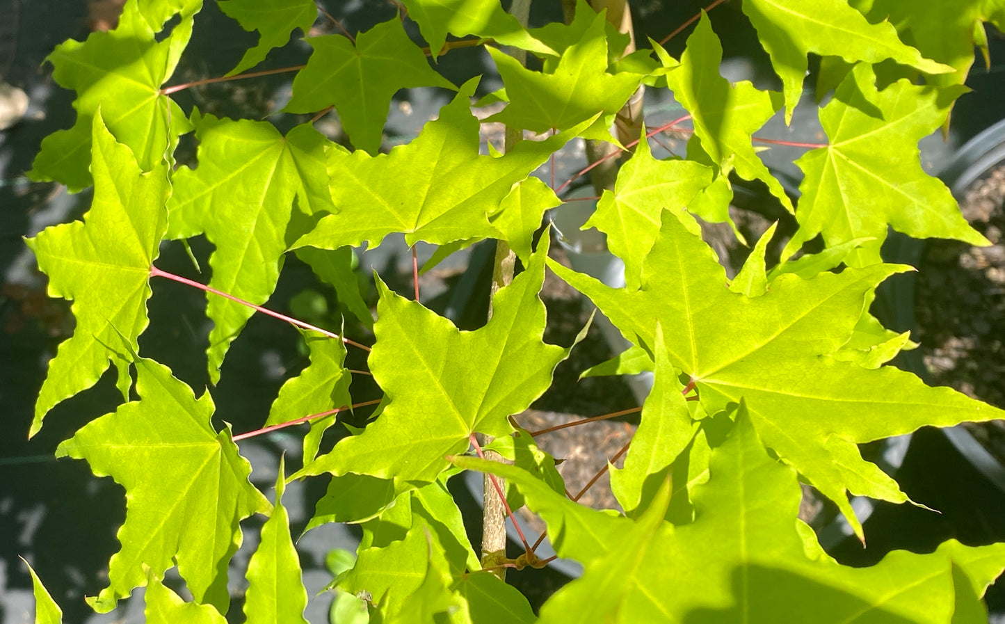 Acer pictum ssp. mono