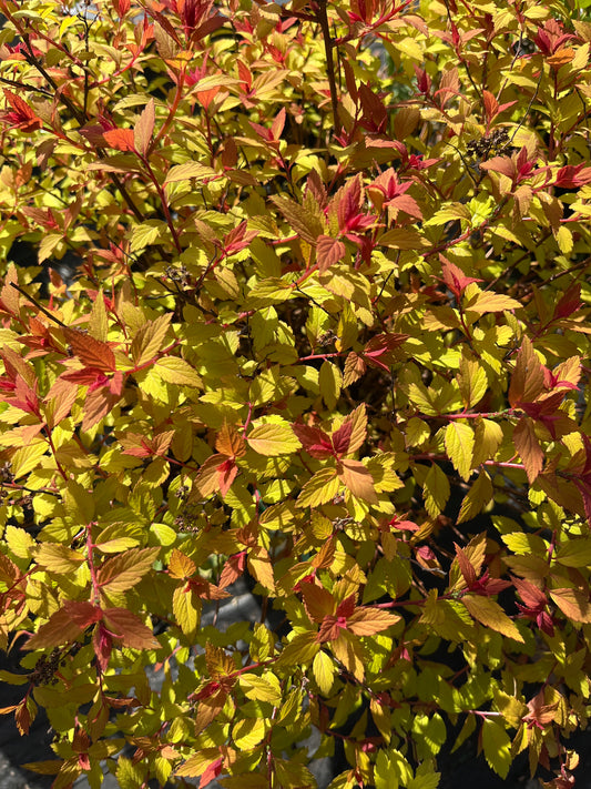 Spiraea japonica ‘Poprocks Rainbow Fizz’