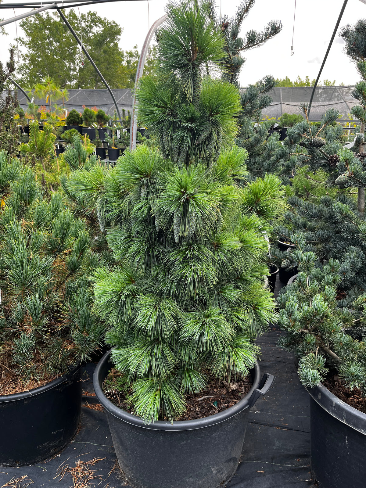 Pinus x schwerinii 'Wiethorst'