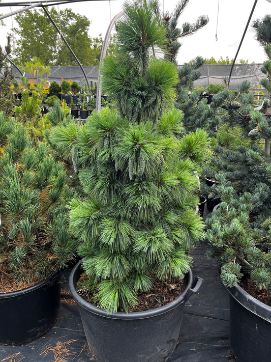 Pinus x schwerinii 'Wiethorst'