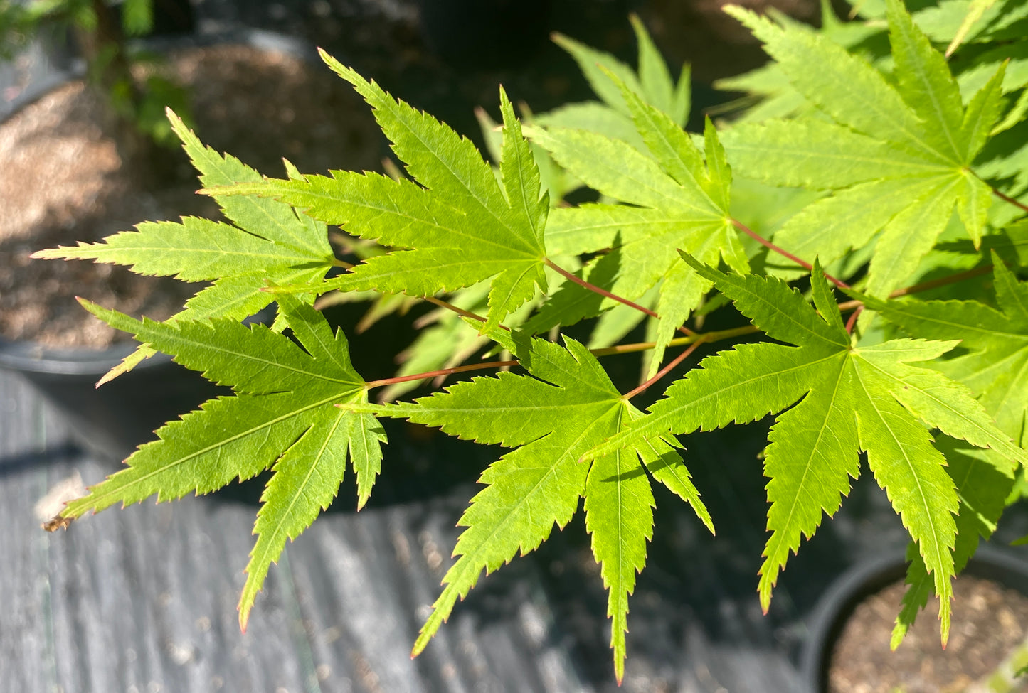 Acer palmatum 'Tobiosho'